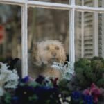 A cute dog peers through a window surrounded by colorful flowers, capturing a peaceful indoor scene.