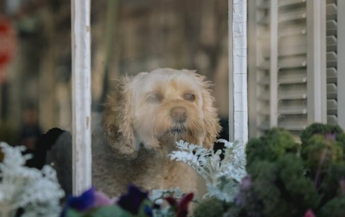A cute dog peers through a window surrounded by colorful flowers, capturing a peaceful indoor scene.