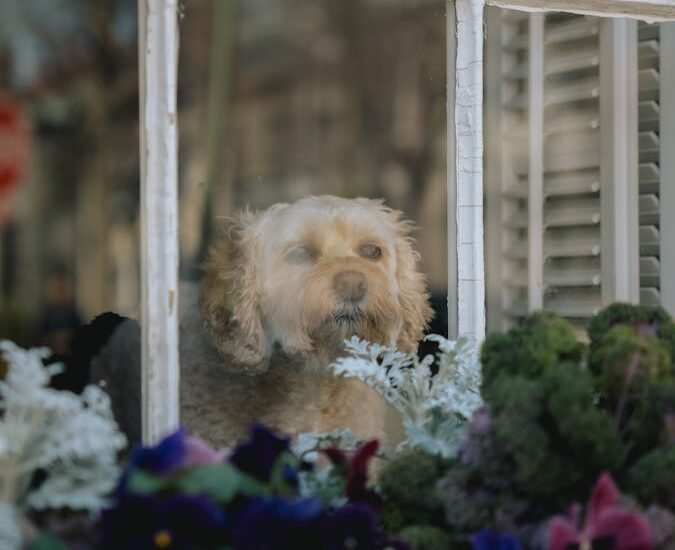 A cute dog peers through a window surrounded by colorful flowers, capturing a peaceful indoor scene.